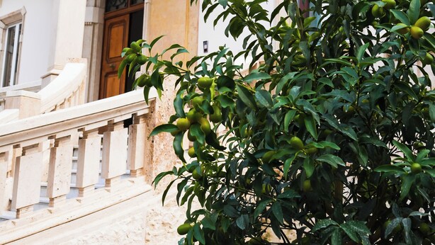 A building with a white facade, green balcony railings, and a tree with green leaves in the foreground. - Villa Liberty (Castellammare di Stabia)