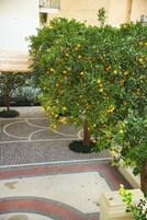 Un patio con un árbol frutal, un pavimento con diseño y un edificio al fondo.