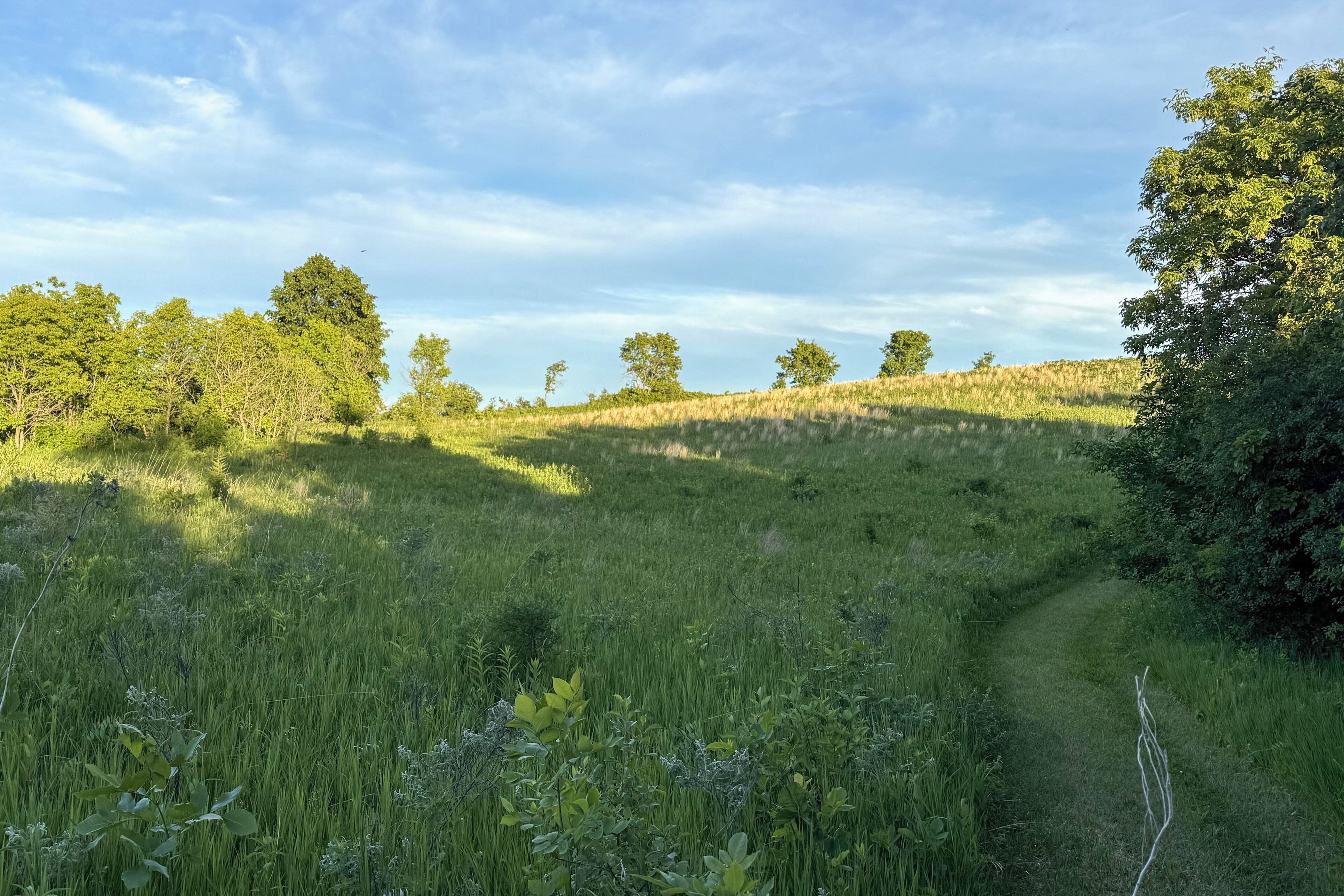 A grassy field with trees and a clear sky.