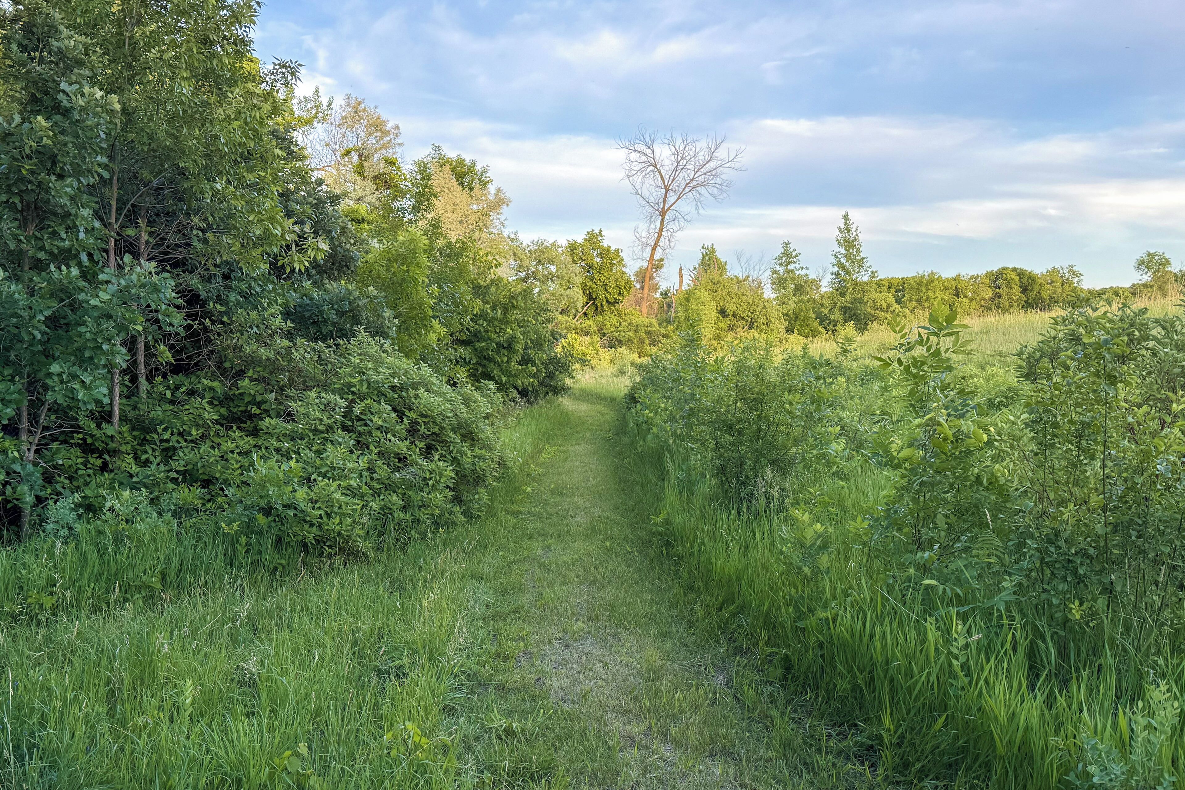 A natural landscape with a dirt path surrounded by dense greenery and trees.