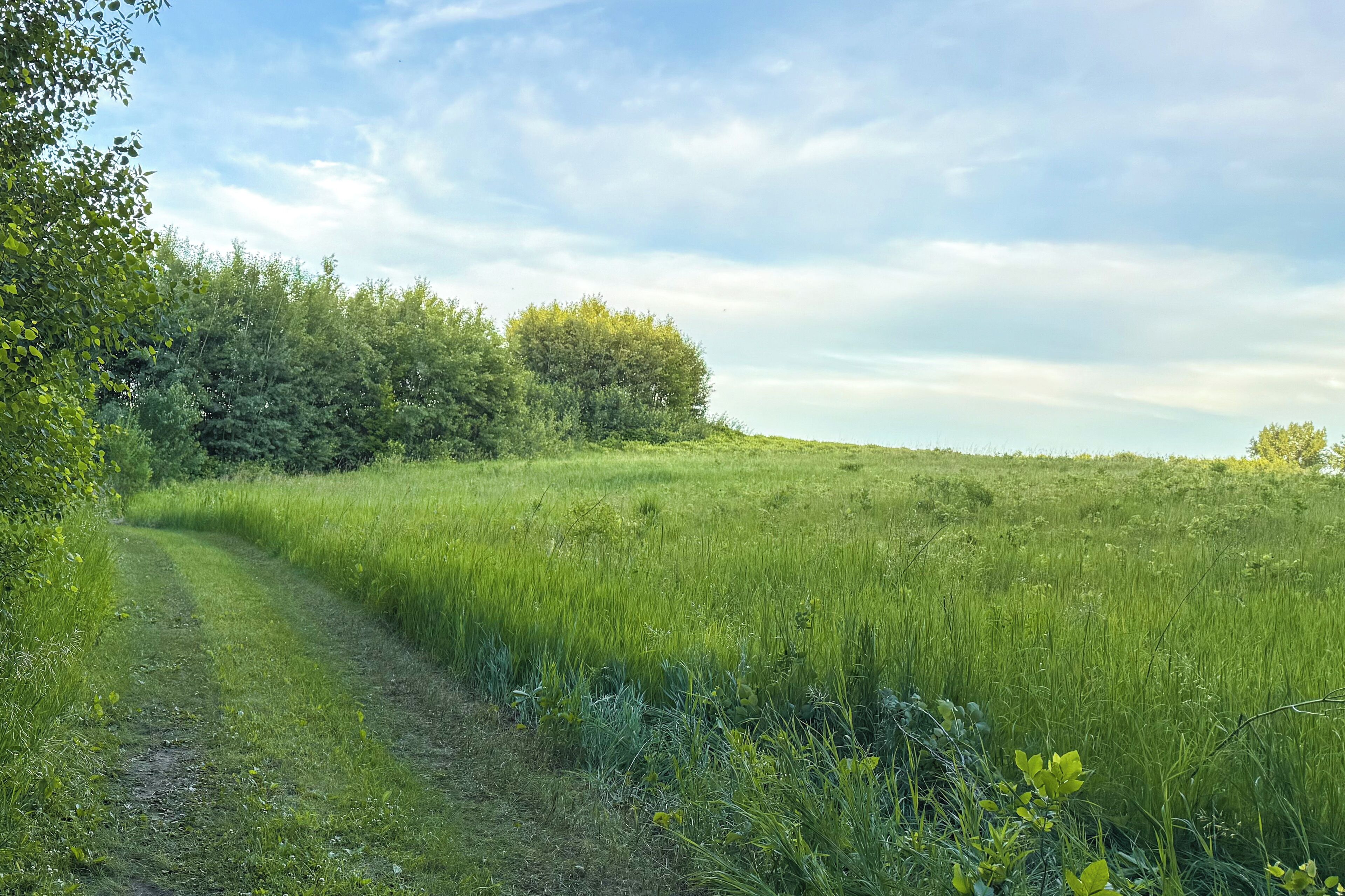 A grassy field with a path, trees, and a clear sky.