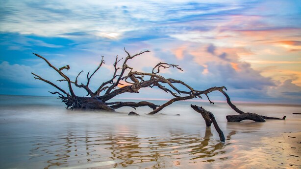 A beach scene with a fallen tree in the water. - Savannah Home, Walkable to Forsyth, Historic (Savannah)