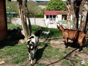 Property grounds - Mobile Home with Terrace for 2 People (Le Grand-Serre)