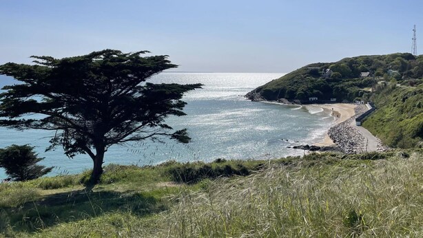 Eine Küstenlandschaft mit einem markanten Baum, einem Strand und einer felsigen Küstenlinie.
