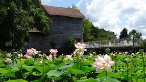 Ein hölzernes Gebäude mit rotem Ziegeldach, umgeben von einem Lotus-Teich mit blühenden Blüten.