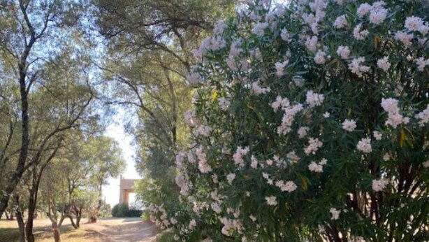 Un sentier bordé d’arbres aux fleurs roses, qui mène à un bâtiment.