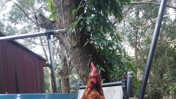 Ein Huhn sitzt auf einem Metallstuhl vor einem Holzzaun und einem roten Gebäude im Hintergrund.