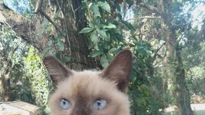 Eine Katze sitzt auf einem Bett mit Metallgestell, umgeben von verschiedenen Gegenständen, darunter eine Solarzelle, ein weißes, flauschiges Objekt und ein violettes Teil.