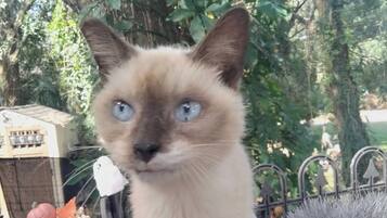 Animaux de compagnie acceptés