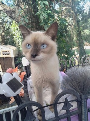 Pet-friendly - Cat Cottage (Orlando)