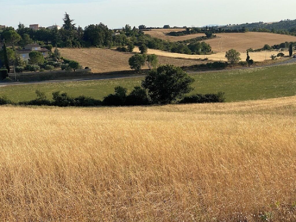 A rural landscape with fields and scattered trees.