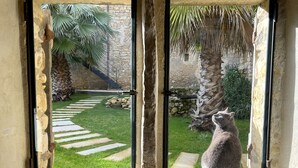 A window with a view of a stone wall, a palm tree, and a cat sitting outside. - Mas Grange Neuve (Potelières)