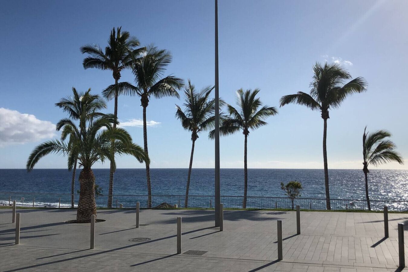 A paved walkway with palm trees and a view of the ocean.