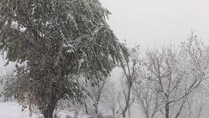 A snowy landscape with bare trees and a metal railing in the foreground. - Kabila King Resort (Chakrata)
