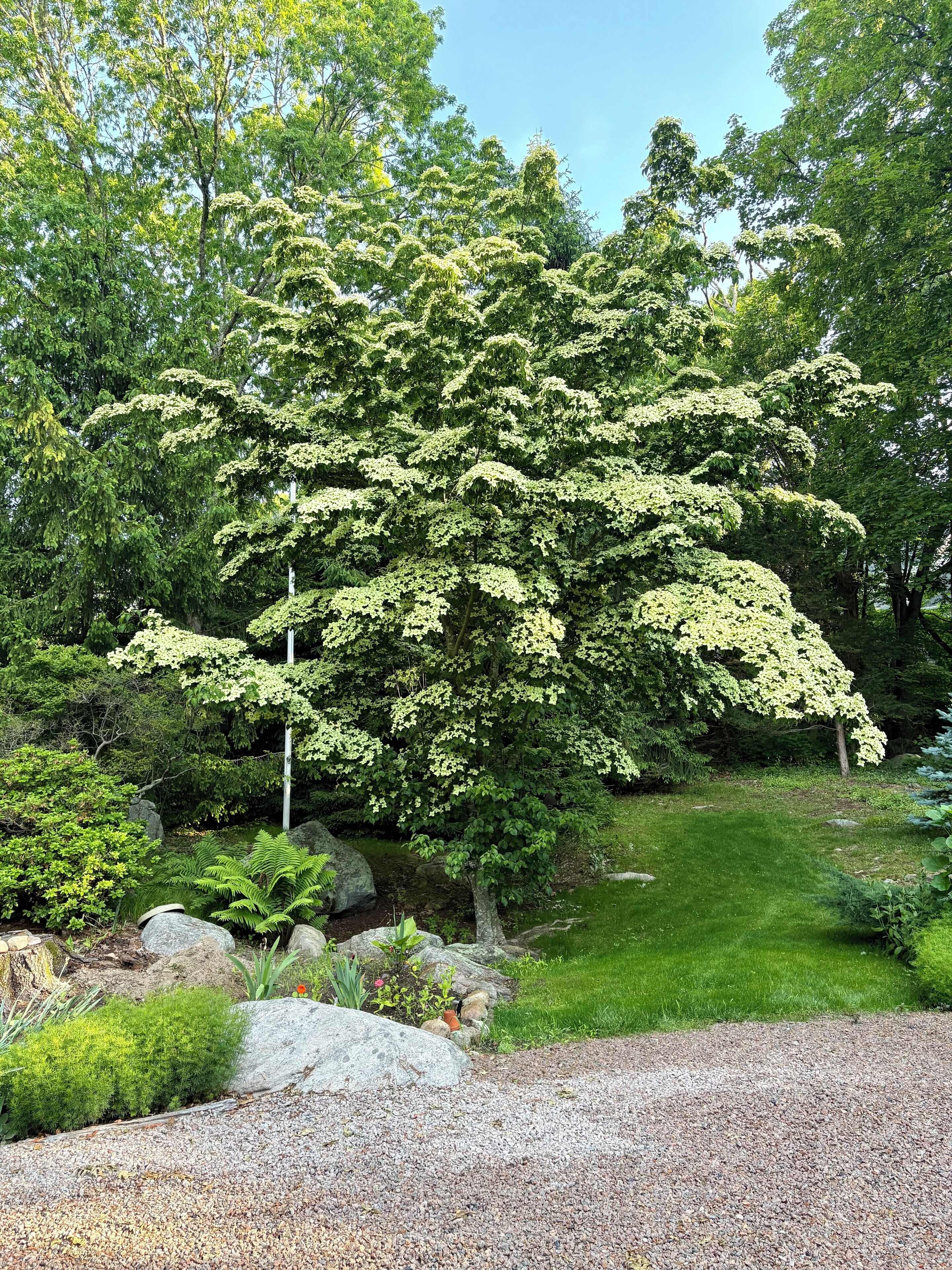 A tree with dense foliage in a landscaped garden with a gravel path and large rocks.