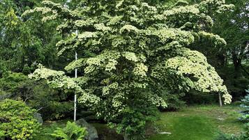 A tree with dense foliage in a landscaped garden with a gravel path and large rocks.
