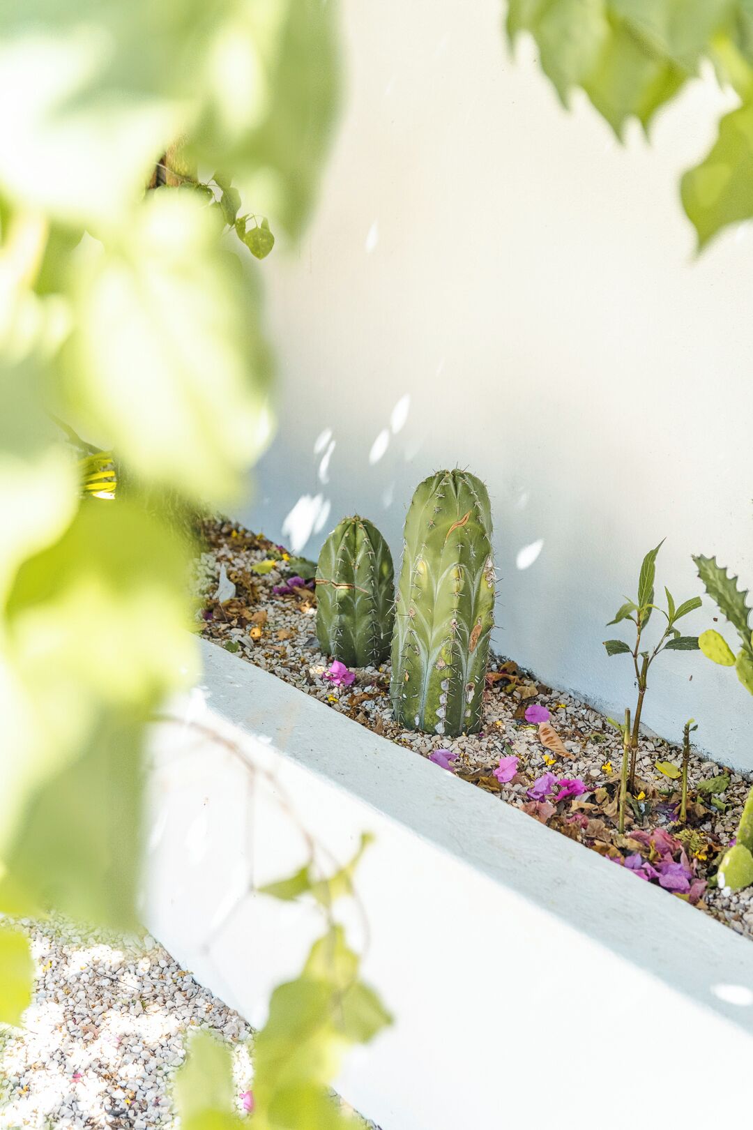 Un jardín de cactus con tres plantas de cactus y algunas plantas pequeñas.