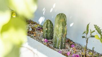 Un jardín de cactus con tres plantas de cactus y algunas plantas pequeñas.