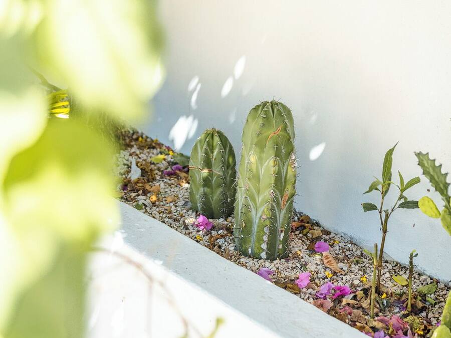 Un jardín de cactus con tres plantas de cactus y algunas plantas pequeñas.