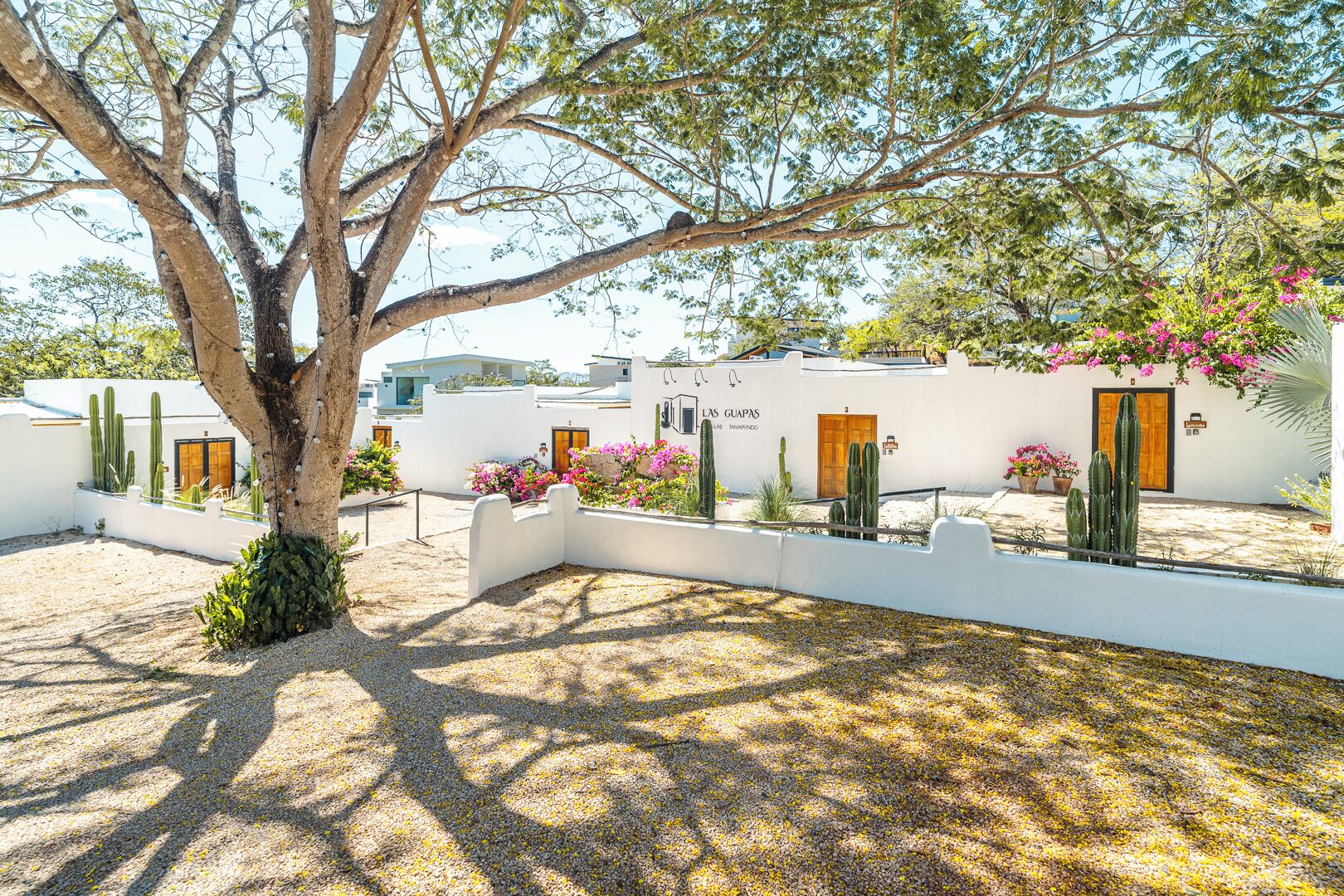 Une cour avec des murs blancs, des cactus et des plantes à fleurs.
