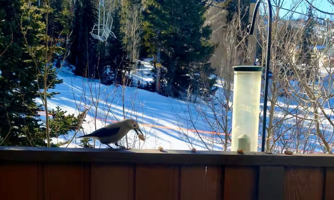Ein Vogel auf einem Vorsprung mit verschneiter Landschaft und Bäumen im Hintergrund.
