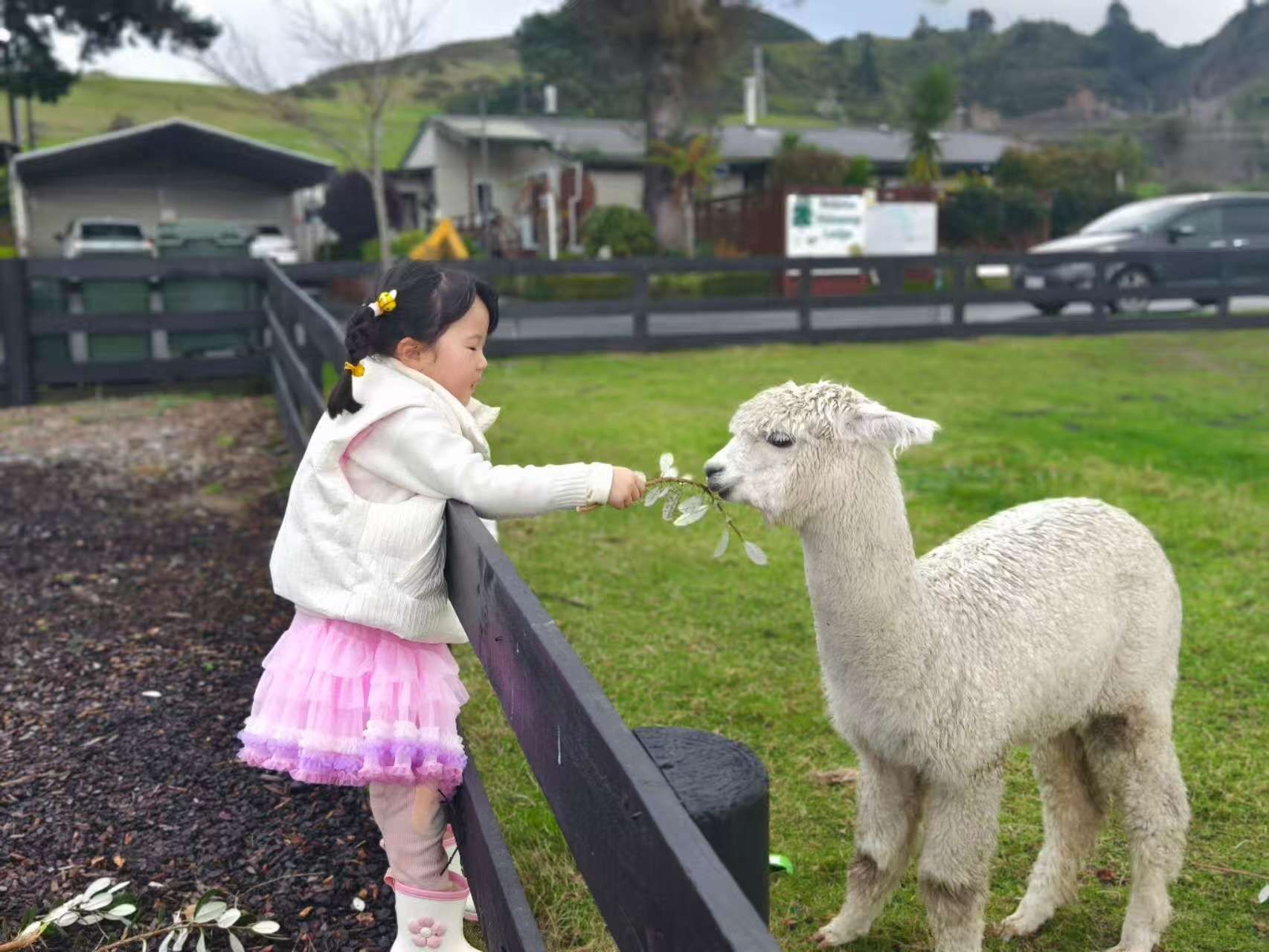 A child interacting with a llama in a grassy outdoor area with a fence, houses, and a car in the background.