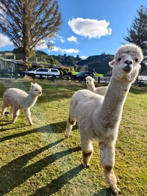 A grassy field with three alpacas, a clear sky, and a few vehicles in the background. - Deluxe King Studio Apartment with Alpacas (Rotorua)