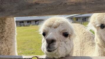 A wooden fence with a llama peeking through.