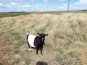 Une chèvre dans un champ, avec une grange en arrière-plan.