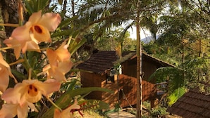 Une maison en bois à l’allure rustique, entourée d’une végétation luxuriante et de plantes tropicales.