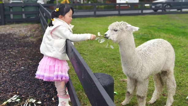 Et barn interagerer med en lama i et græsstykke med hegn, huse og en bil i baggrunden.