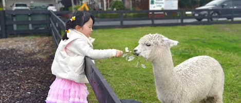 Niño interactuando con una alpaca blanca en un espacio exterior con hierba.