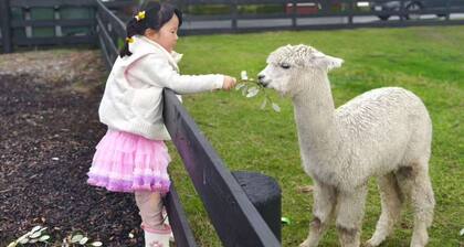 Deluxe Family Apartment with Spa Bath & Alpacas