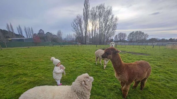 Un champ verdoyant où se trouvent un enfant, un alpaga brun et deux moutons blancs.