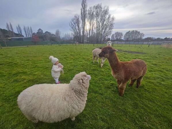 Un campo cubierto de hierba con un niño, una alpaca marrón y dos ovejas blancas.