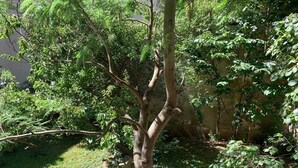 A tree with a thick trunk and multiple branches, surrounded by dense green foliage. - Lovely Family Stay - Two  Bedroom - Right Edge of Paris (Clichy)