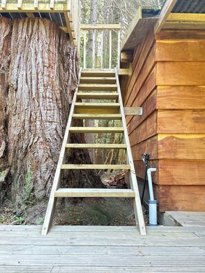 Property grounds - Secluded Redwood Cabin.  Built from a redwood tree that blew down in a cyclone (Ashley Clinton)