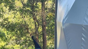 A peacock standing on a wooden deck adjacent to a white tent. - Solara Dome Off Grid Luxury and Stillness at Shanlyn Farm (Traveston)