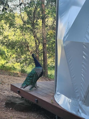 Miscellaneous - Solara Dome Off Grid Luxury and Stillness at Shanlyn Farm (Traveston)