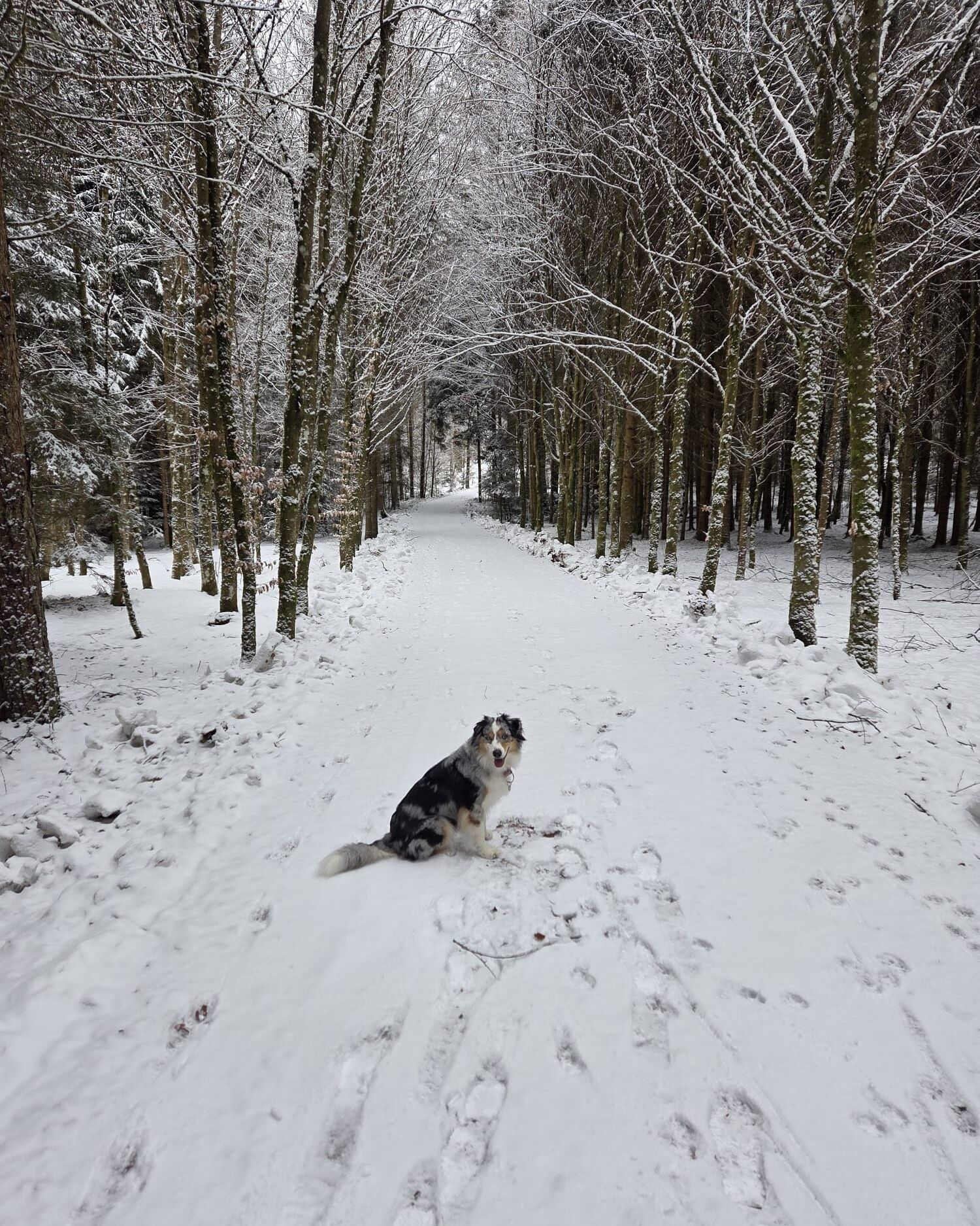 Uma trilha nevada na floresta com um cão sentado ao meio.