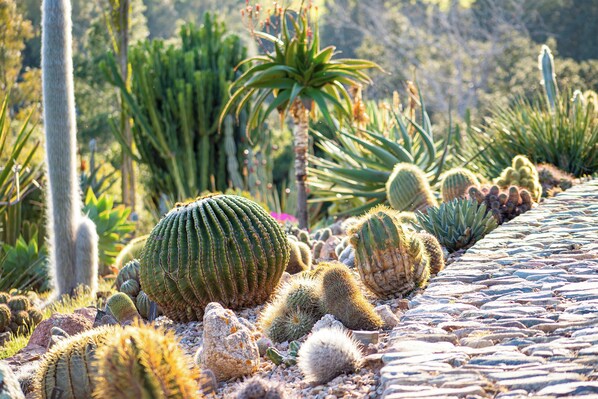 A variety of cacti and succulents in a garden setting.