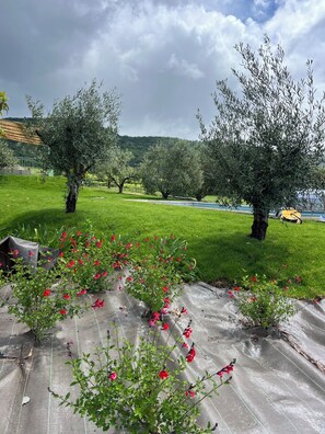 A garden with olive trees and a pathway. - Mas de Louise (LUSSAS)