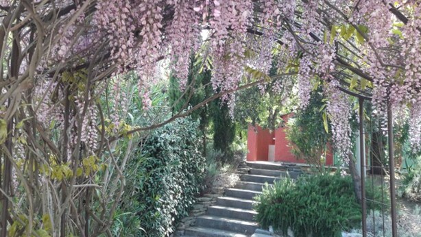 Een pad dat door een tuin leidt, met een pergola bedekt met roze bloemen, omgeven door groen en een rood gebouw op de achtergrond.