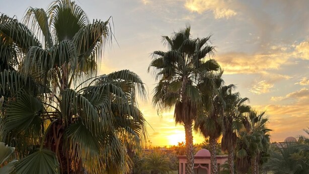 A pool area with palm trees and a gazebo.