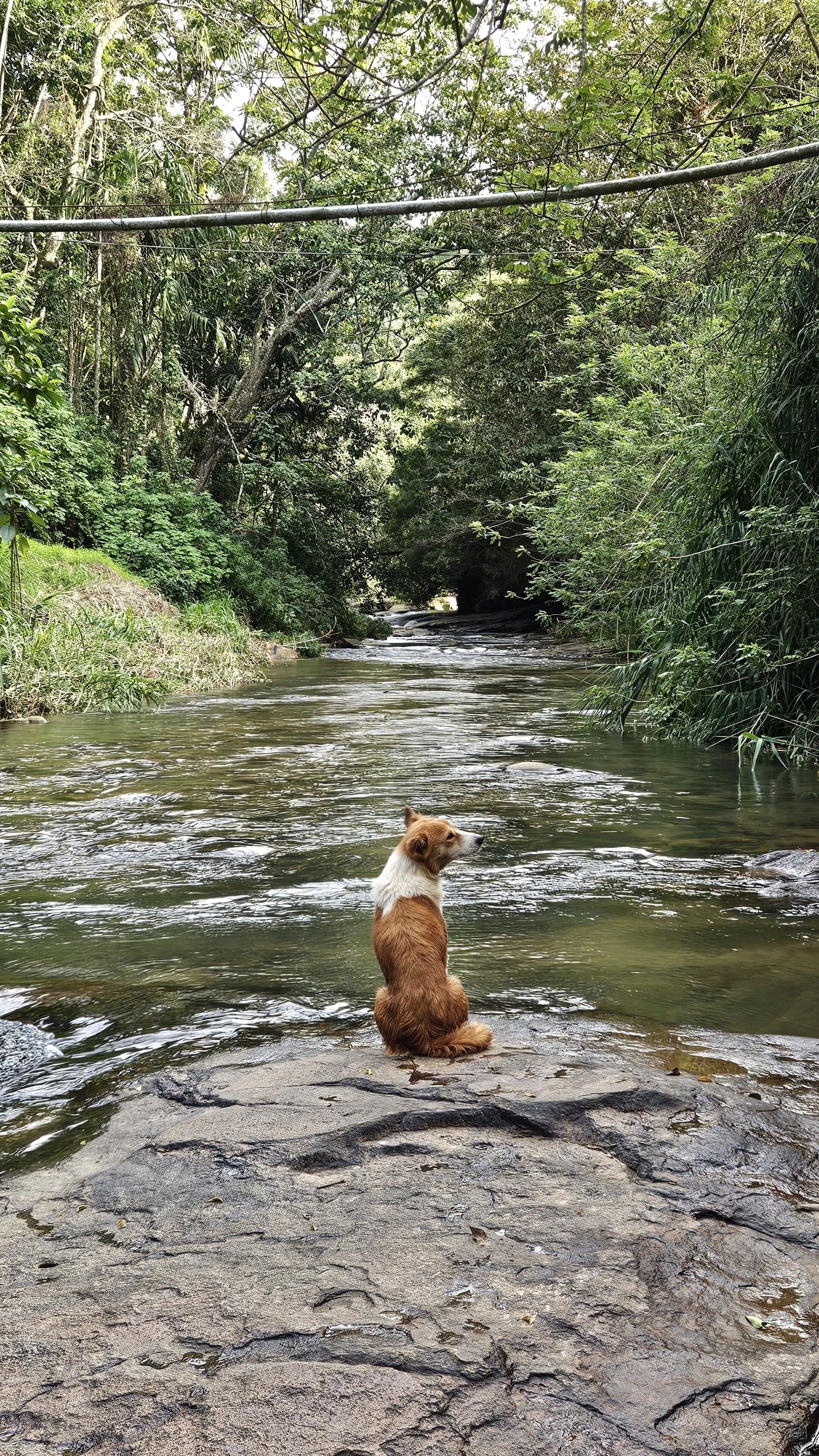 A dog sitting on a rock by a river surrounded by dense greenery.