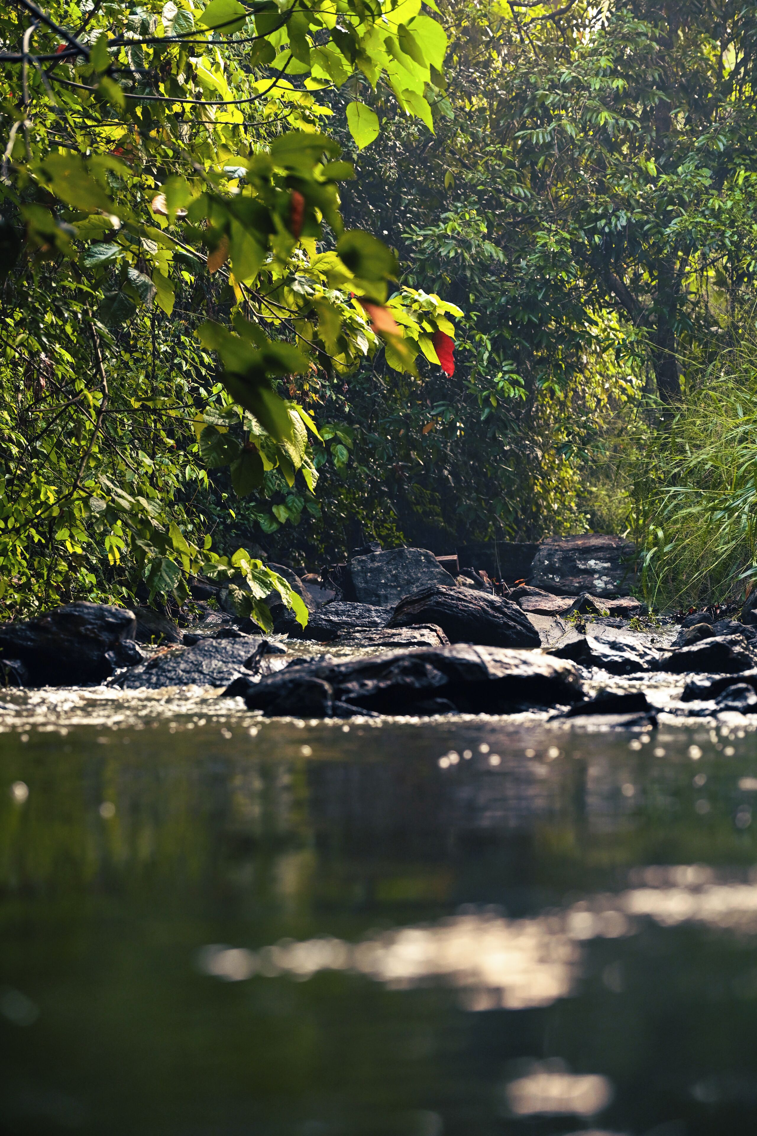스탠다드 더블룸 또는 트윈룸, 정원 전망 | 기타