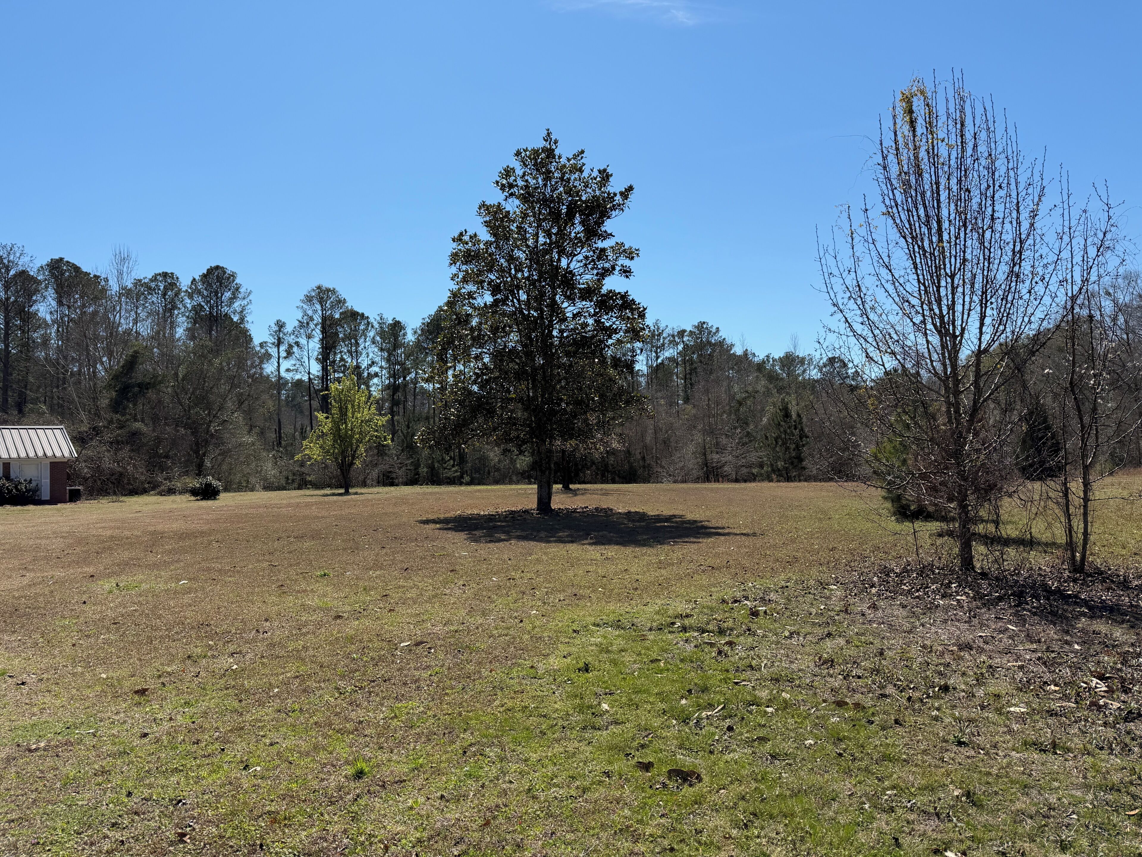 Ein grasbewachsenes Feld mit einem großen Baum, einem kleinen Gebäude und blauem Himmel.