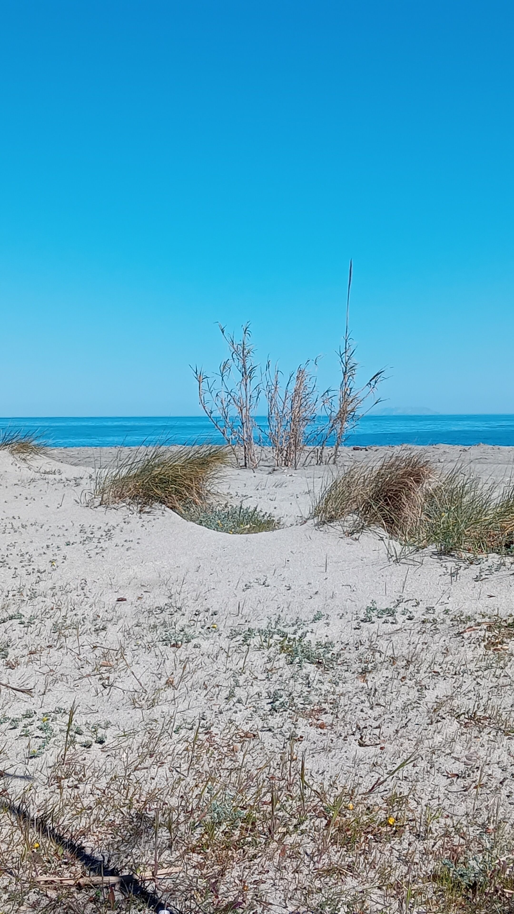A sandy beach with sparse vegetation and a clear blue sky.