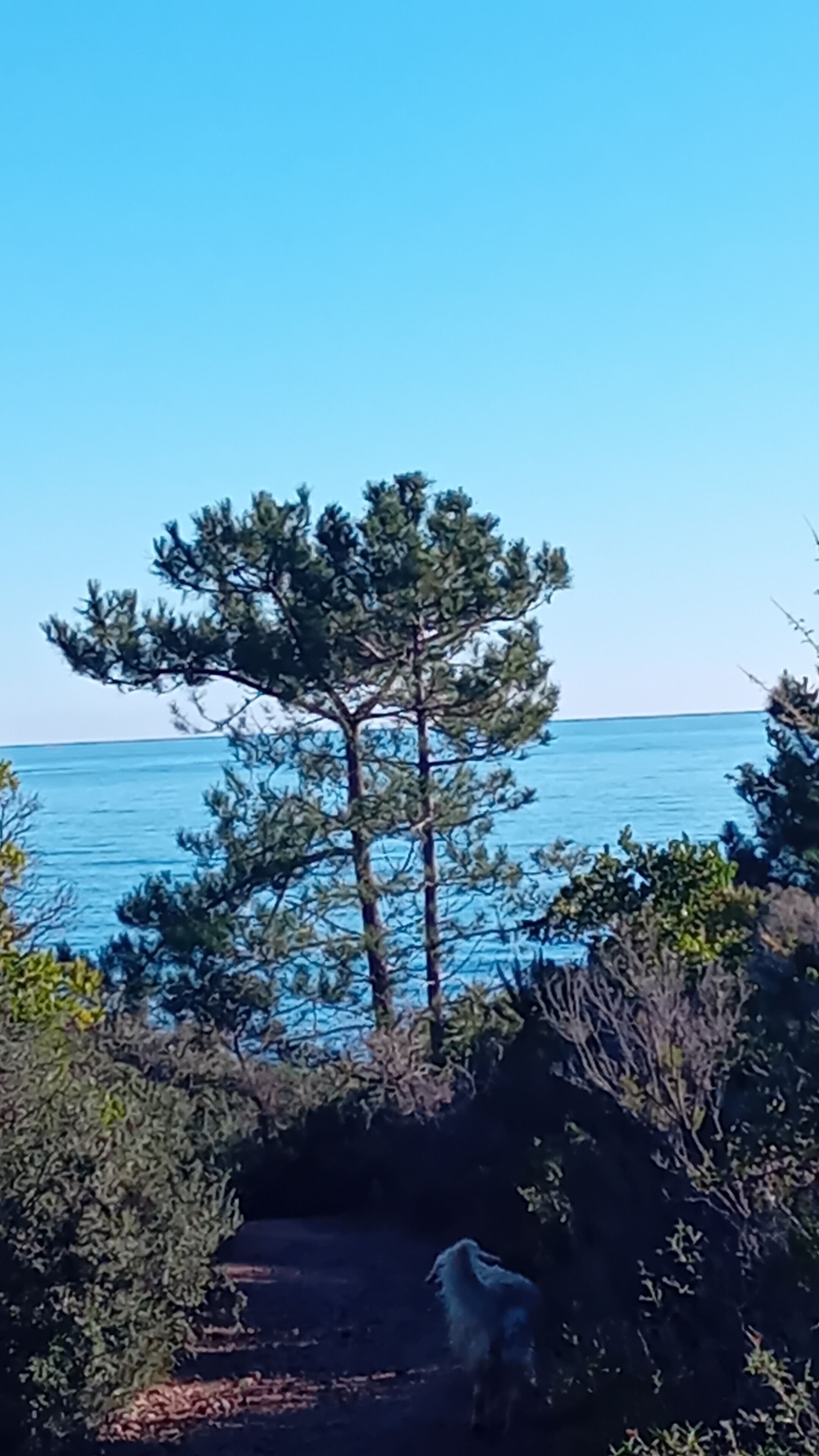 Un paysage côtier avec un ciel dégagé, un grand pin et une étendue d’eau.