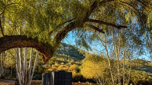Una strada sterrata conduce a un edificio con un grande albero sporgente, circondato da vegetazione desertica.